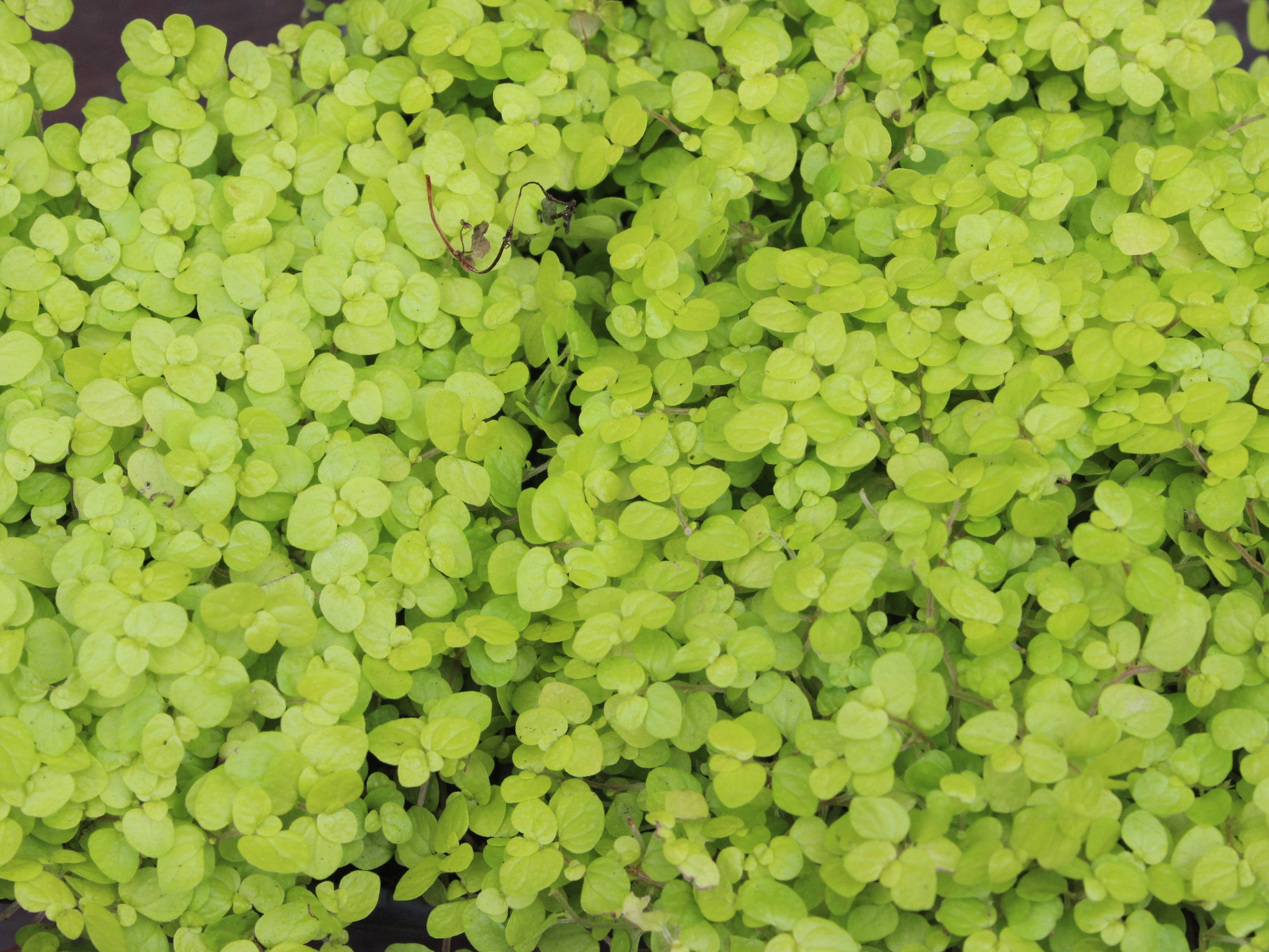 Baby’s Tears (Soleirolia soleirolii): A lush, cascading classic for vintage planters