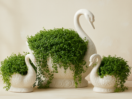 Baby's Tears Plants For Sale