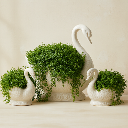 Baby's Tears Plants For Sale