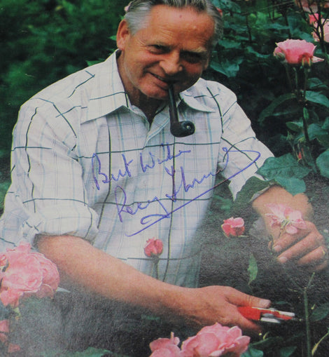 Man tending to pink roses in a garden with a pipe in his mouth