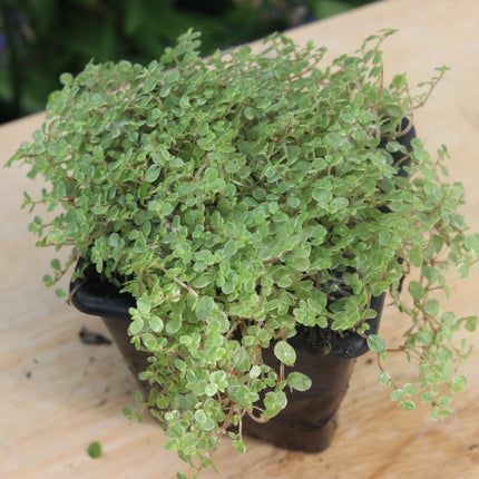 Small Baby’s Tears  Silver potted plant on a wooden surface