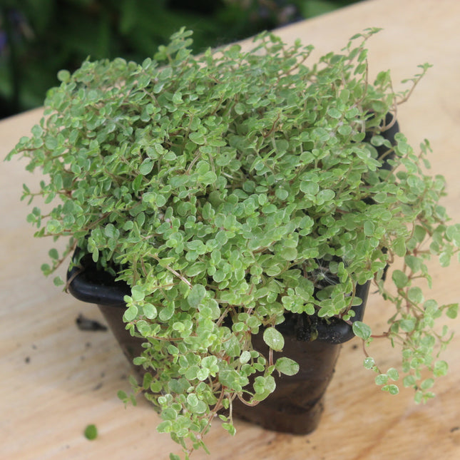 Small Baby’s Tears  Silver potted plant on a wooden surface