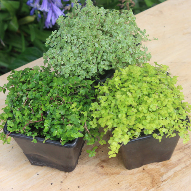 Three potted plants on a wooden surface with a blurred background
