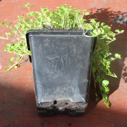 Babys Tears Plant in Pots