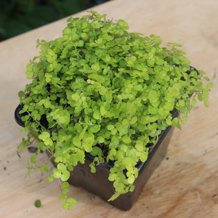 Small Golden Baby’s Tears  potted plant on a wooden surface