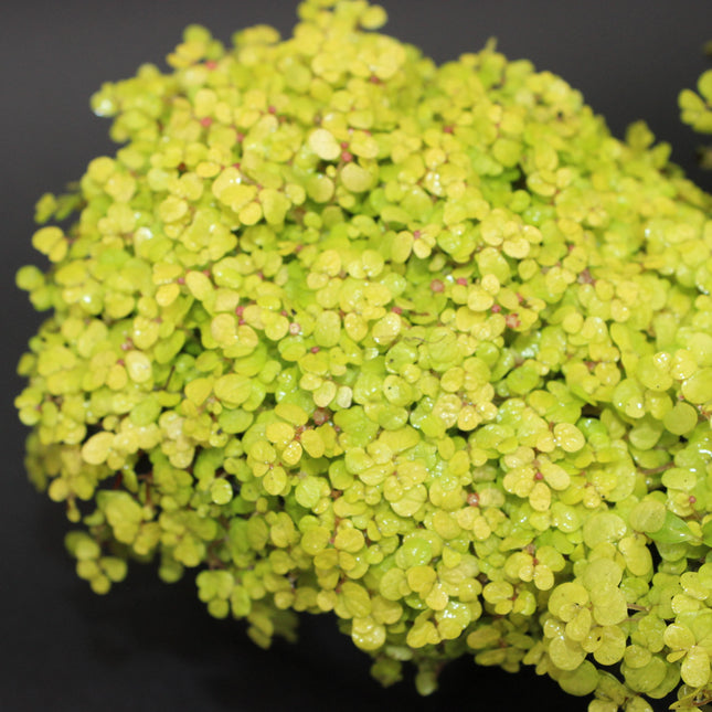 Close-up of Golden baby's tears  plants on a black background