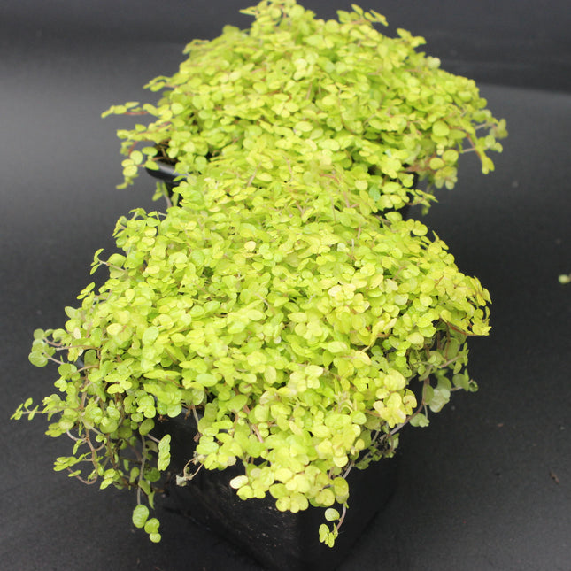Golden Baby’s Tears ‘Aurea’ Plants – Twin Pack of plants on a ark background