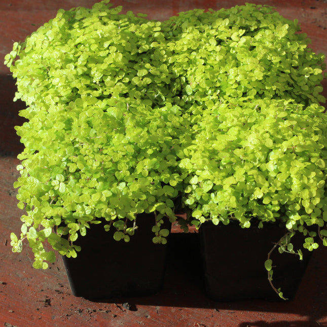 Bright golden baby's tears trailing plant in black plastic pots, photographed close up against a reddish-brown surface.