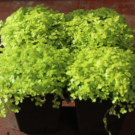 Bright golden baby's tears trailing plants in black plastic starter pots, photographed close-up against a reddish-brown surface.