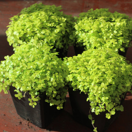 Four small potted baby's tears trailing plants in black nursery pots, photographed close up on a reddish-brown surface.