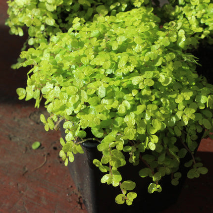 A close-up of a bright golden baby's tears trailing  plant.