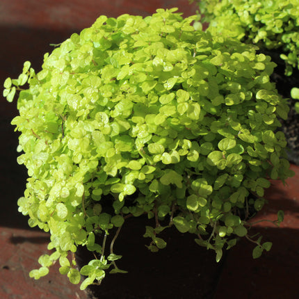 A close-up of a golden baby's tears  trailing plant with dense small oval leaves, growing in a dark pot against a reddish-brown background.