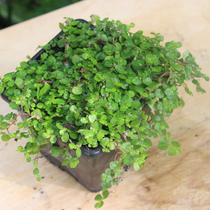 Green Baby’s Tears potted plant on a wooden surface