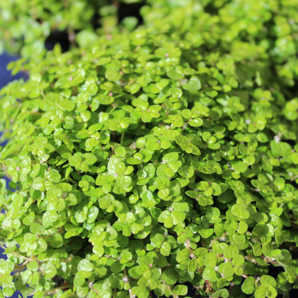 Close-up of a Baby's Tears  plant with a blurred background
