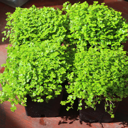 Four small potted green ground ivy plants in dark plastic nursery pots, arranged on a reddish-brown wooden surface.