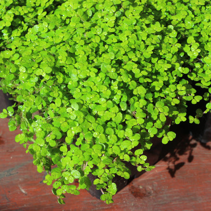A close-up of a dense, low-growing green plant with small, rounded, bright green leaves, growing in a dark container on a reddish-brown wooden surface.