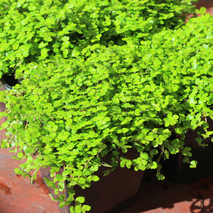 Bright green low-growing leafy plant with dense rounded foliage, shown in a potted container on a reddish-brown surface.