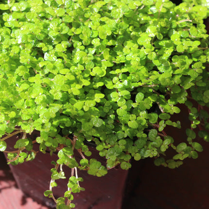 A close-up of a dense green trailing plant with small round leaves, growing in a reddish-brown container.