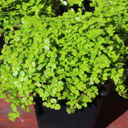 A close-up of a vibrant green trailing plant with small, round, glossy leaves growing in a black plastic pot, set against a dark background.