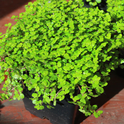 A close-up of a small leafy green plant, likely a houseplant or herb, growing in a black nursery pot. The dense foliage features bright green oval leaves with visible water droplets, set against a warm brown wooden background.