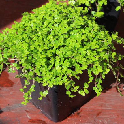 A small potted green trailing plant with dense round leaves in a black square nursery pot, photographed on a reddish-brown wooden surface.