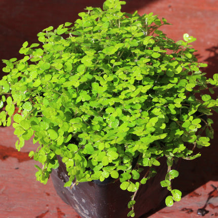 A vibrant green trailing plant with small, rounded, trifoliate leaves growing densely in a dark pot, photographed against a reddish-brown textured background.