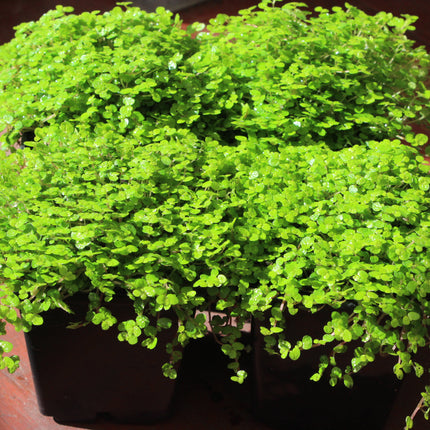 Small potted green trailing plant with dense, rounded, leafy foliage growing in dark plastic pots.