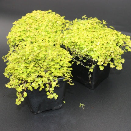 Golden Baby’s Tears ‘Aurea’ – 3‑Plant Pack (Golden Foliage for House & Gardens