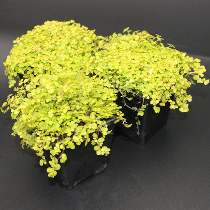 Golden Baby’s Tears ‘Aurea’ – 3‑Plant Pack (Golden Foliage for House & Gardens