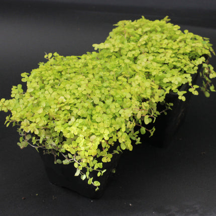 Golden Baby’s Tears ‘Aurea’ Plants – Twin Pack