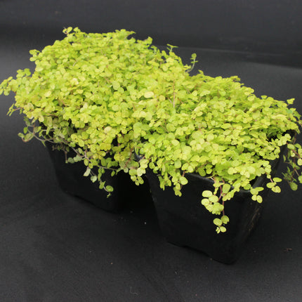 Golden Baby’s Tears ‘Aurea’ Plants – Twin Pack