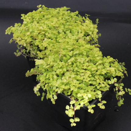 Golden Baby’s Tears ‘Aurea’ Plants – Twin Pack