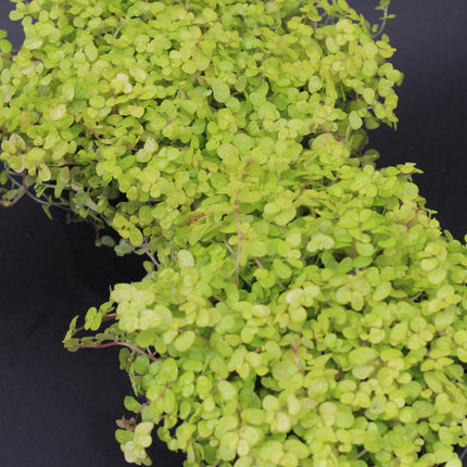 Golden Baby’s Tears ‘Aurea’ Plants – Twin Pack