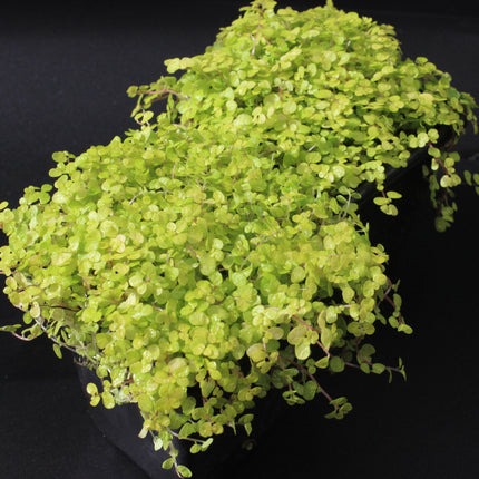 Golden Baby’s Tears ‘Aurea’ Plants – Twin Pack