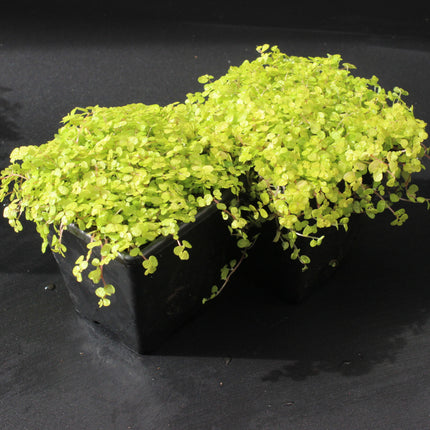 Golden Baby’s Tears ‘Aurea’ Plants – Twin Pack