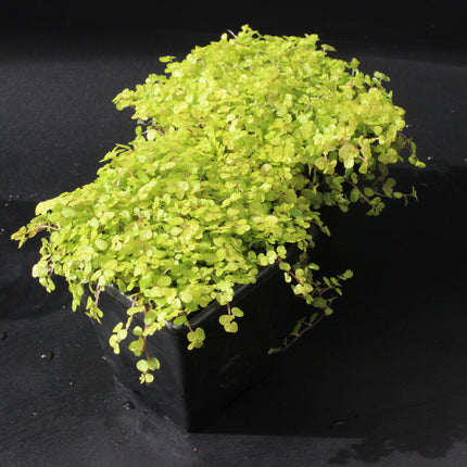 Golden Baby’s Tears ‘Aurea’ Plants – Twin Pack