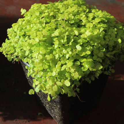 x4 Golden Baby’s Tears (Soleirolia ‘Aurea’) – Indoor & Outdoor Plant