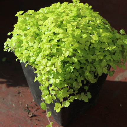 x4 Golden Baby’s Tears (Soleirolia ‘Aurea’) – Indoor & Outdoor Plant