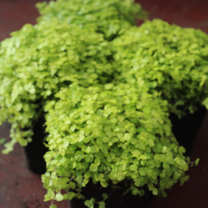 x4 Golden Baby’s Tears (Soleirolia ‘Aurea’) – Indoor & Outdoor Plant