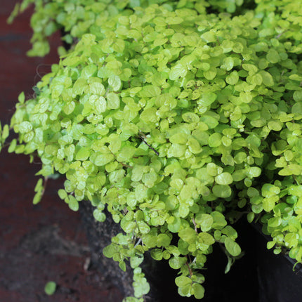 x4 Golden Baby’s Tears (Soleirolia ‘Aurea’) – Indoor & Outdoor Plant
