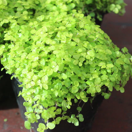 x4 Golden Baby’s Tears (Soleirolia ‘Aurea’) – Indoor & Outdoor Plant