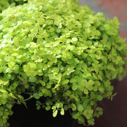 x4 Golden Baby’s Tears (Soleirolia ‘Aurea’) – Indoor & Outdoor Plant