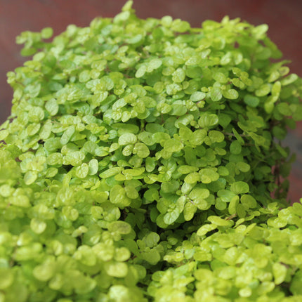 x4 Golden Baby’s Tears (Soleirolia ‘Aurea’) – Indoor & Outdoor Plant