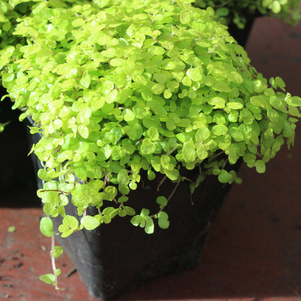x4 Golden Baby’s Tears (Soleirolia ‘Aurea’) – Indoor & Outdoor Plant