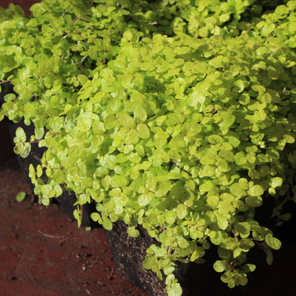 x4 Golden Baby’s Tears (Soleirolia ‘Aurea’) – Indoor & Outdoor Plant