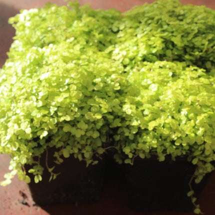 x4 Golden Baby’s Tears (Soleirolia ‘Aurea’) – Indoor & Outdoor Plant