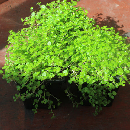 Three baby's Tears plants in plant pots on a potting table