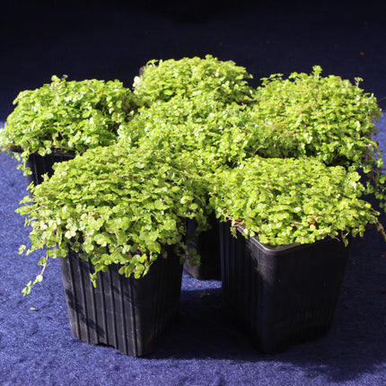 Group of green potted  Baby's Tears plants on a dark background