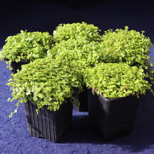 Group of green potted  Baby's Tears plants on a dark background