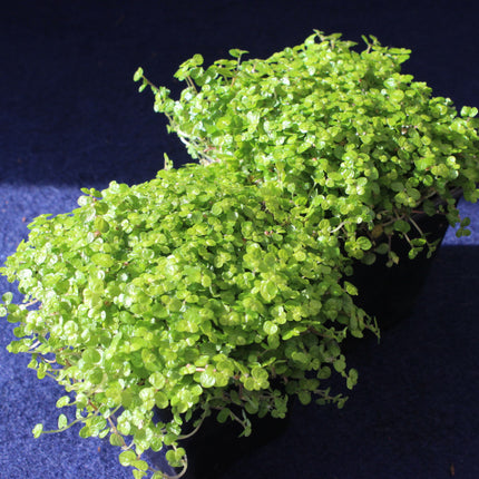 Soleirolia soleirolii plant in a pot on a dark blue background